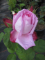 Preview: Rosa Mrs John Laing
